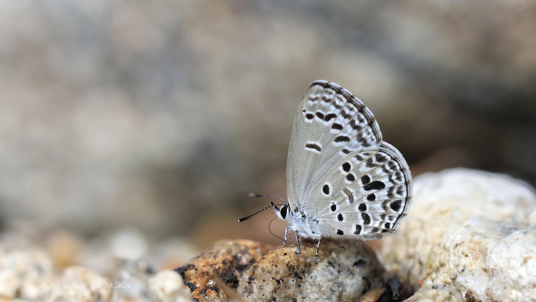 Chilades lajus tavoyanus : Lime Blue / ผีเสื้อฟ้าหนอนมะนาว