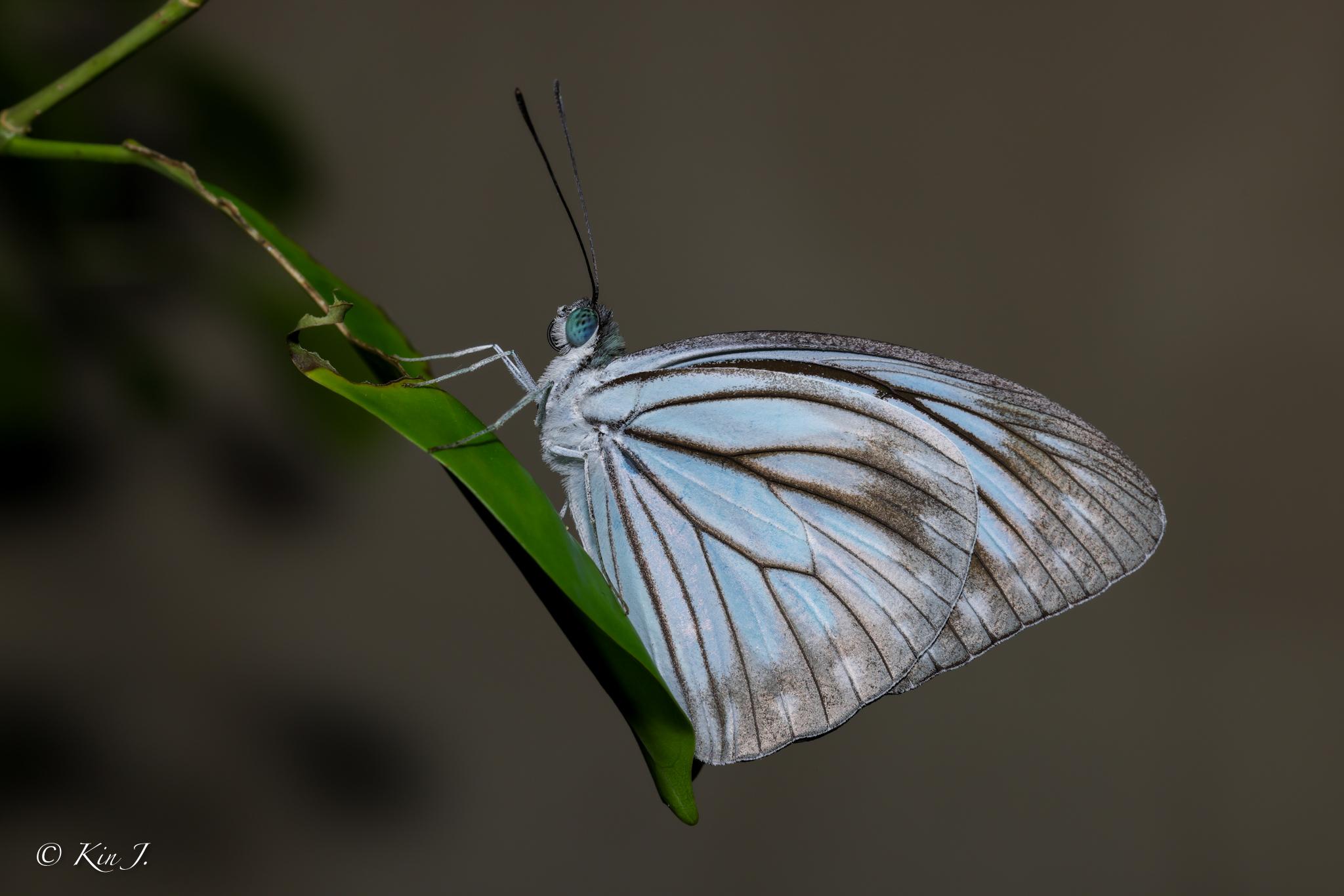 Pareronia anais anais : Common Wanderer / ผีเสื้อฟ้าเมียเลียนธรรมดา