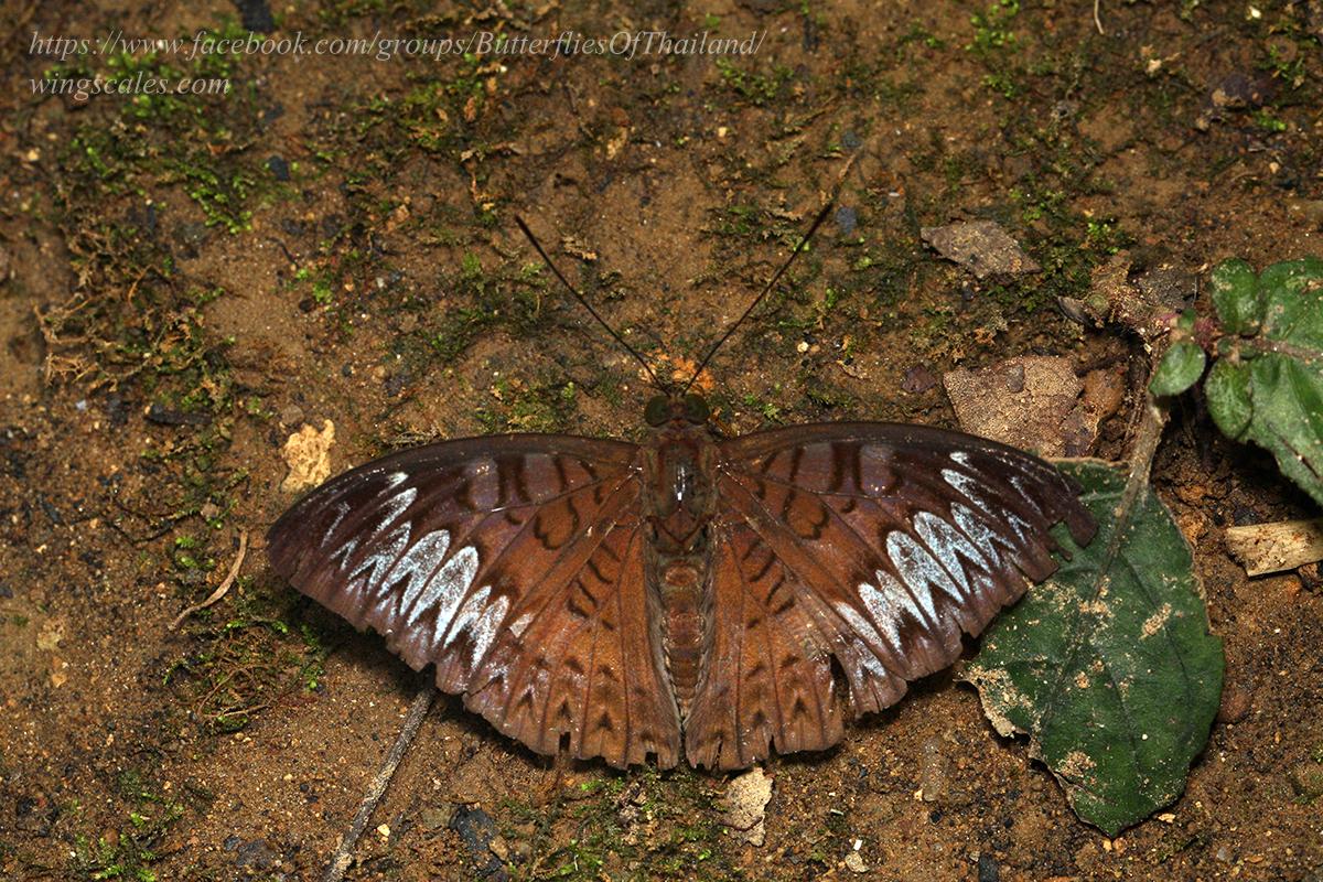 Tanaecia palguna consanguinea : Long-tailed Viscount / ผีเสื้อไวส์เคาท์ขีดยาว