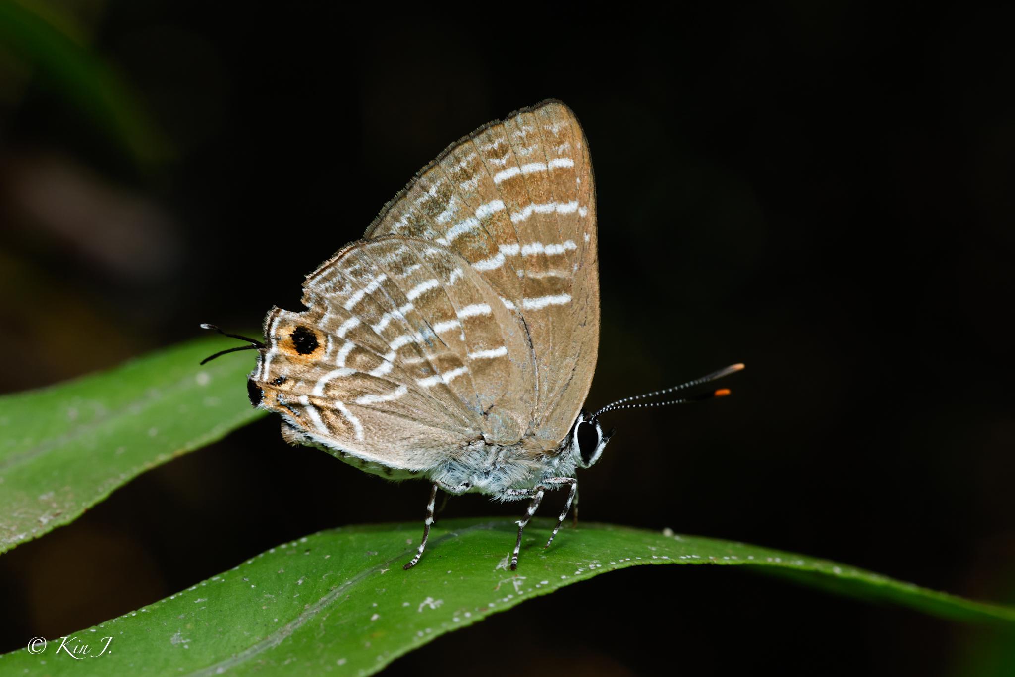 Virachola kessuma deliochus : Whiteline Guava Blue / ผีเสื้อหนอนเจาะผลขีดขาว