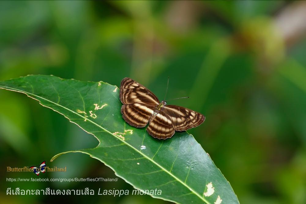 Lasippa monata monata : Tiger Lascar / ผีเสื้อกะลาสีแดงลายเสือ