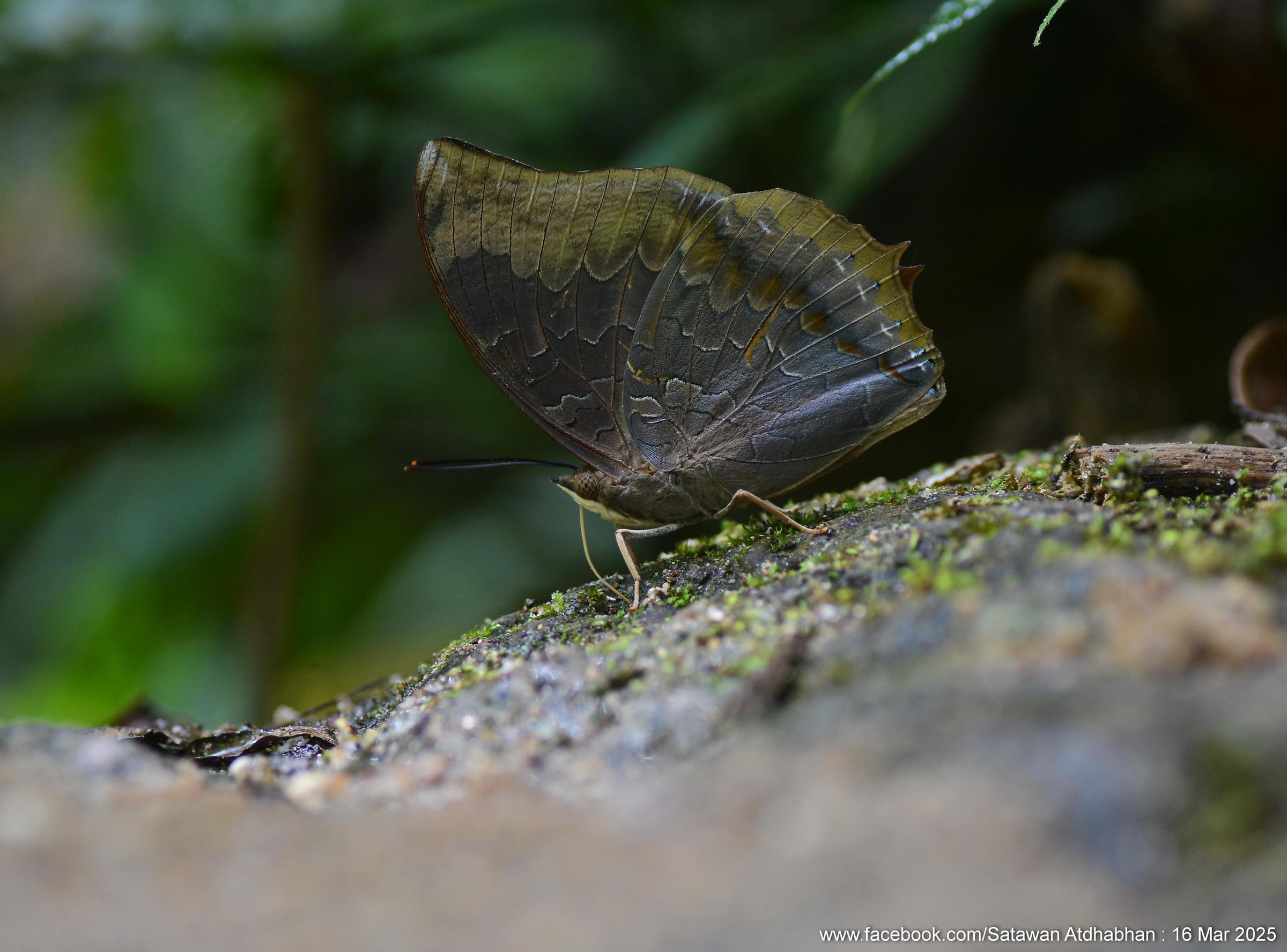 Charaxes borneensis praestantius : White-banded Rajah / ผีเสื้อม้าแดงแถบขาว