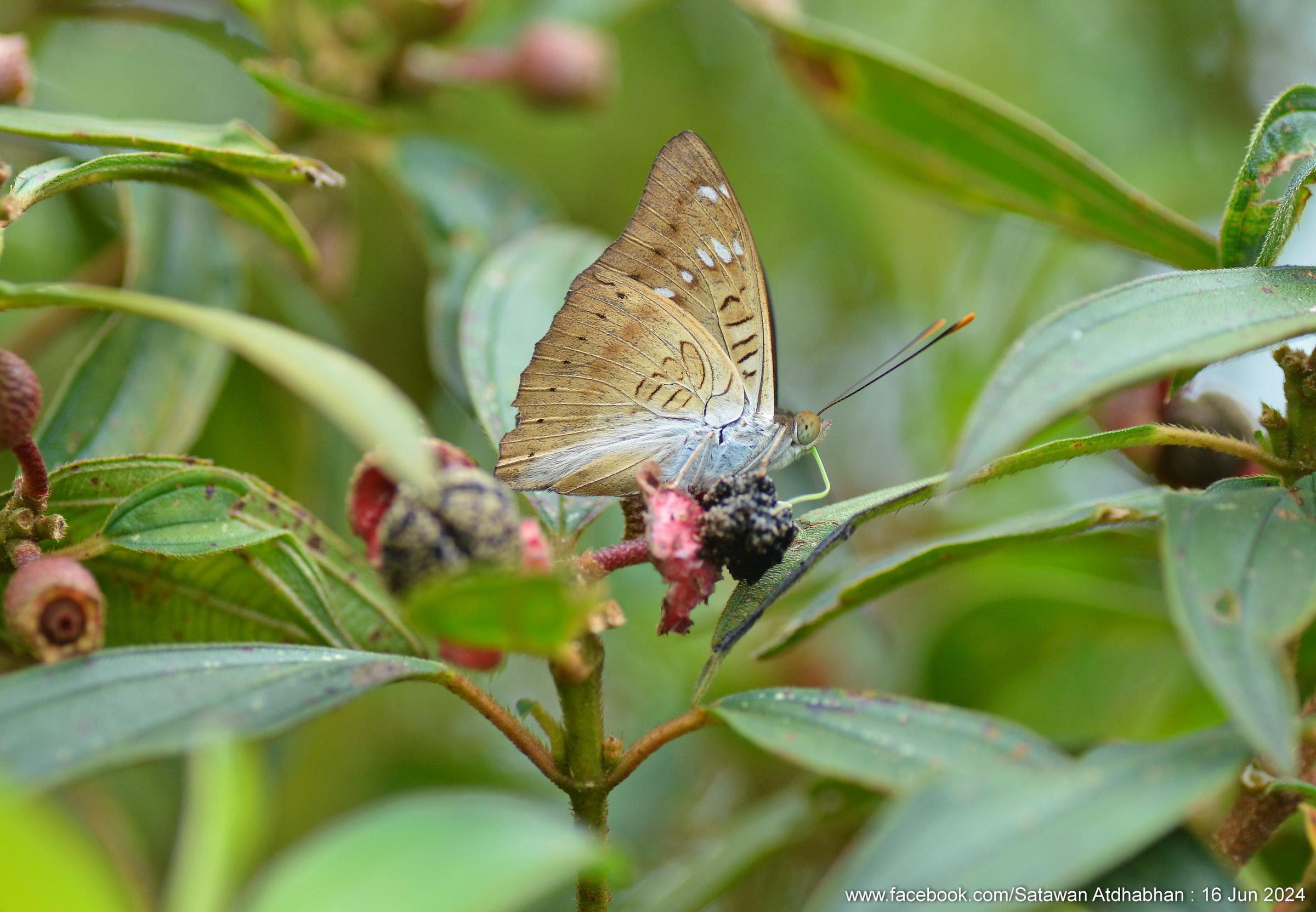 Euthalia tinna paupera : Peninsular Baron / ผีเสื้อบารอนคาบสมุทร