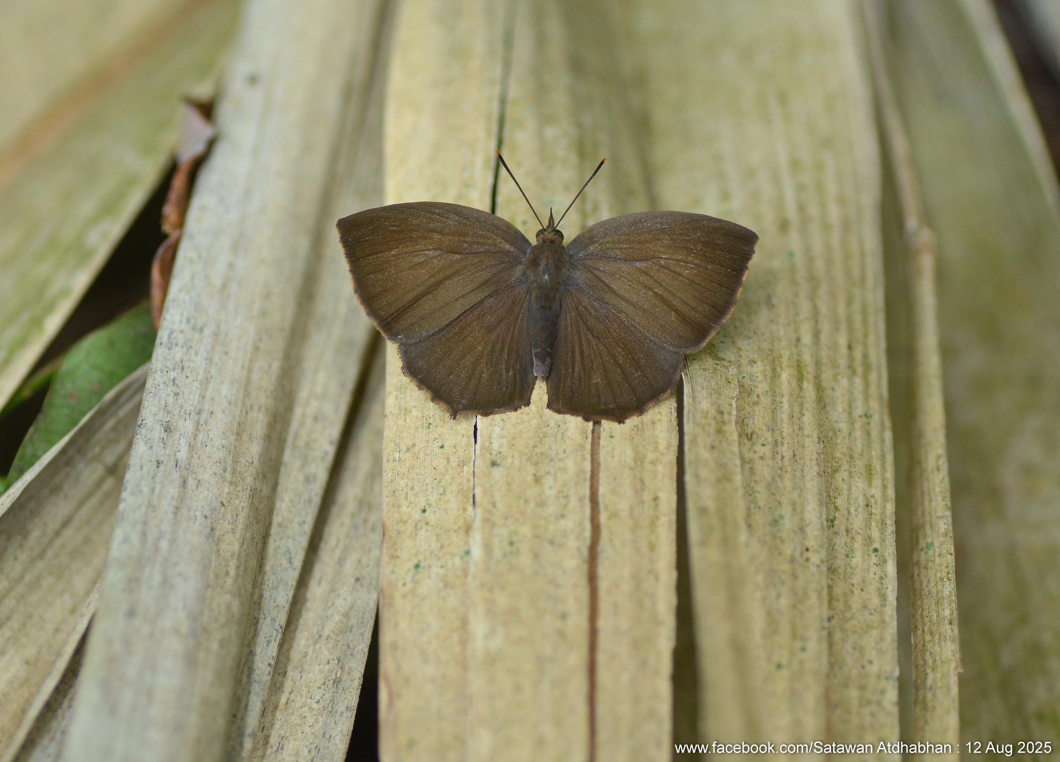 Surendra florimel : Steely Acacia Blue / ผีเสื้อฟ้าอะเคเซียสีเหล็ก