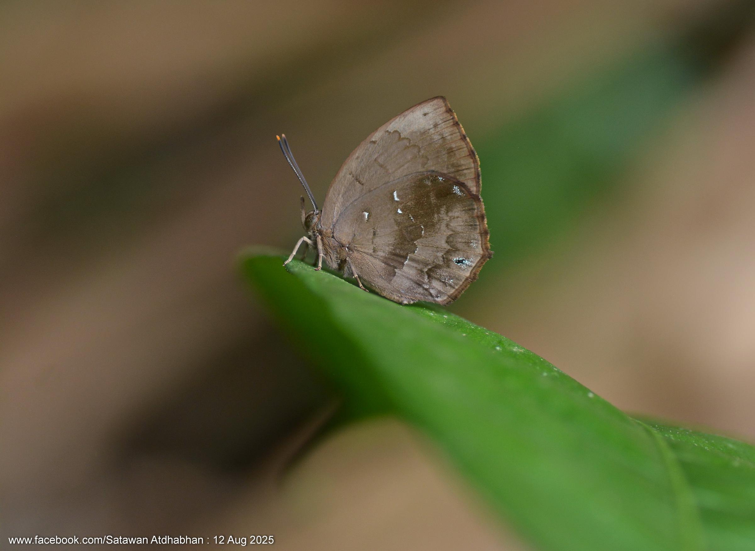 Surendra florimel : Steely Acacia Blue / ผีเสื้อฟ้าอะเคเซียสีเหล็ก