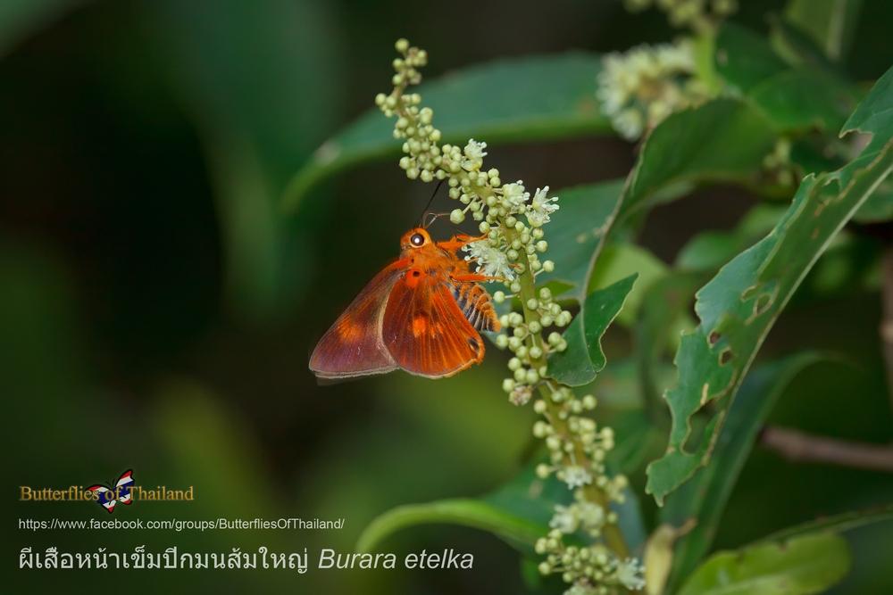 Burara etelka etelka : Great Orange Awlet / ผีเสื้อหน้าเข็มปีกมนส้มใหญ่
