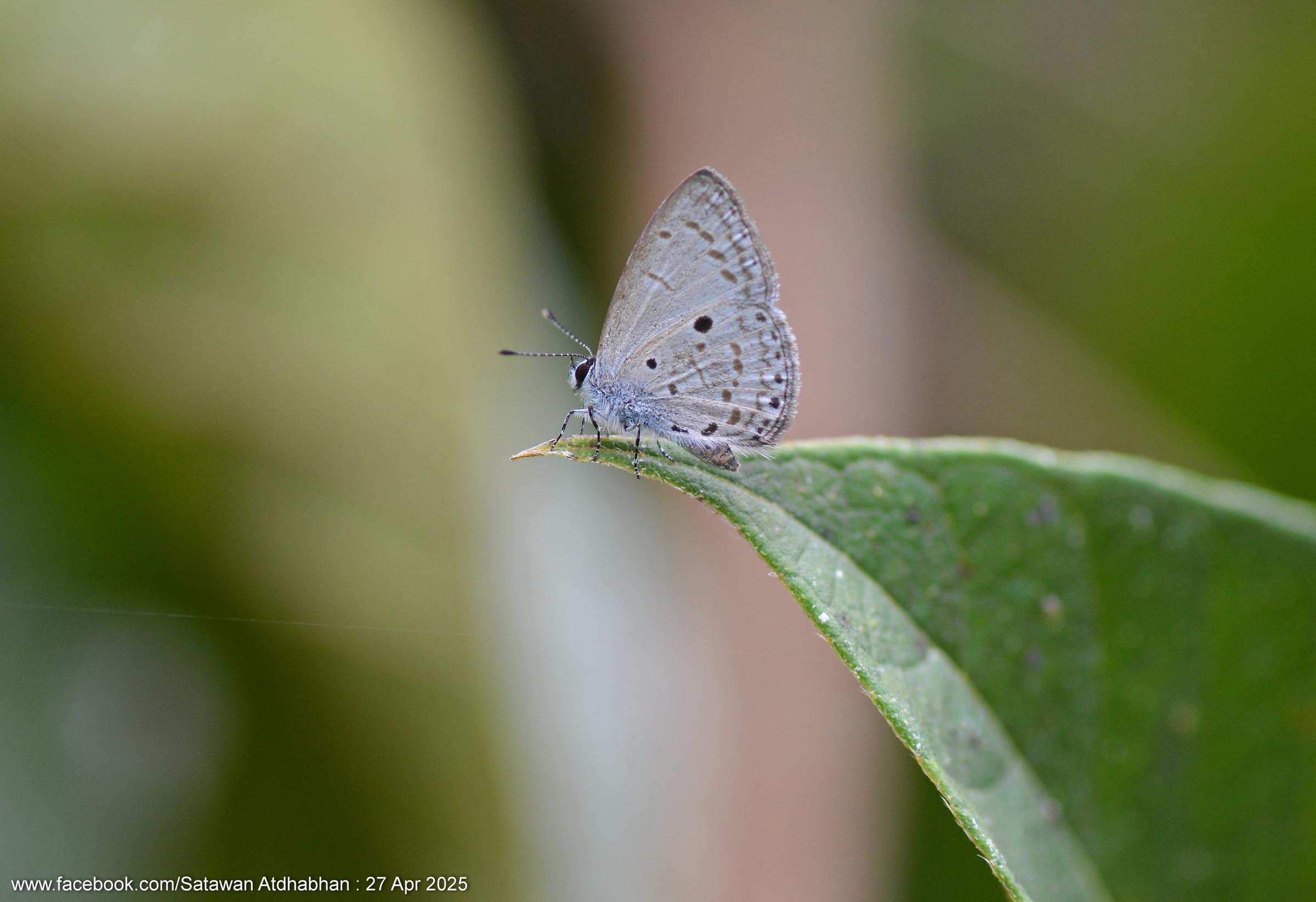 Udara cyma cyma : Cyma Hedge Blue / ผีเสื้อฟ้าพุ่มไซมา
