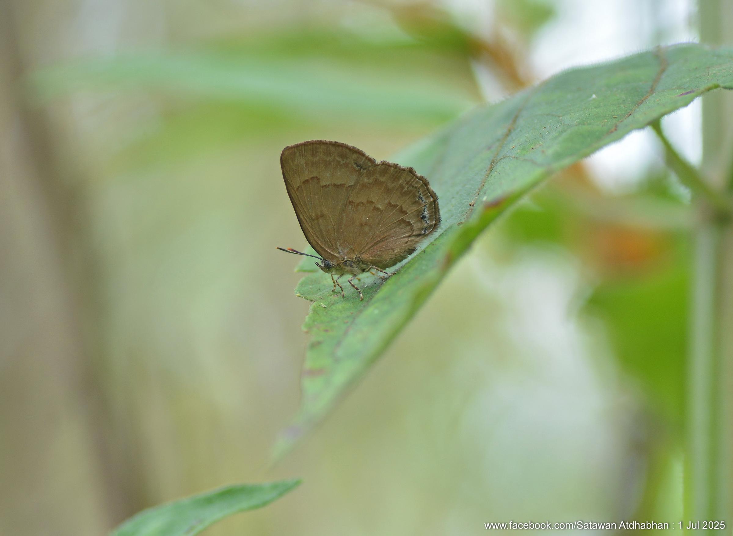 Deramas jasoda bradamante : Silver-marked Bluejohn / ผีเสื้อไพลินแต้มเงิน