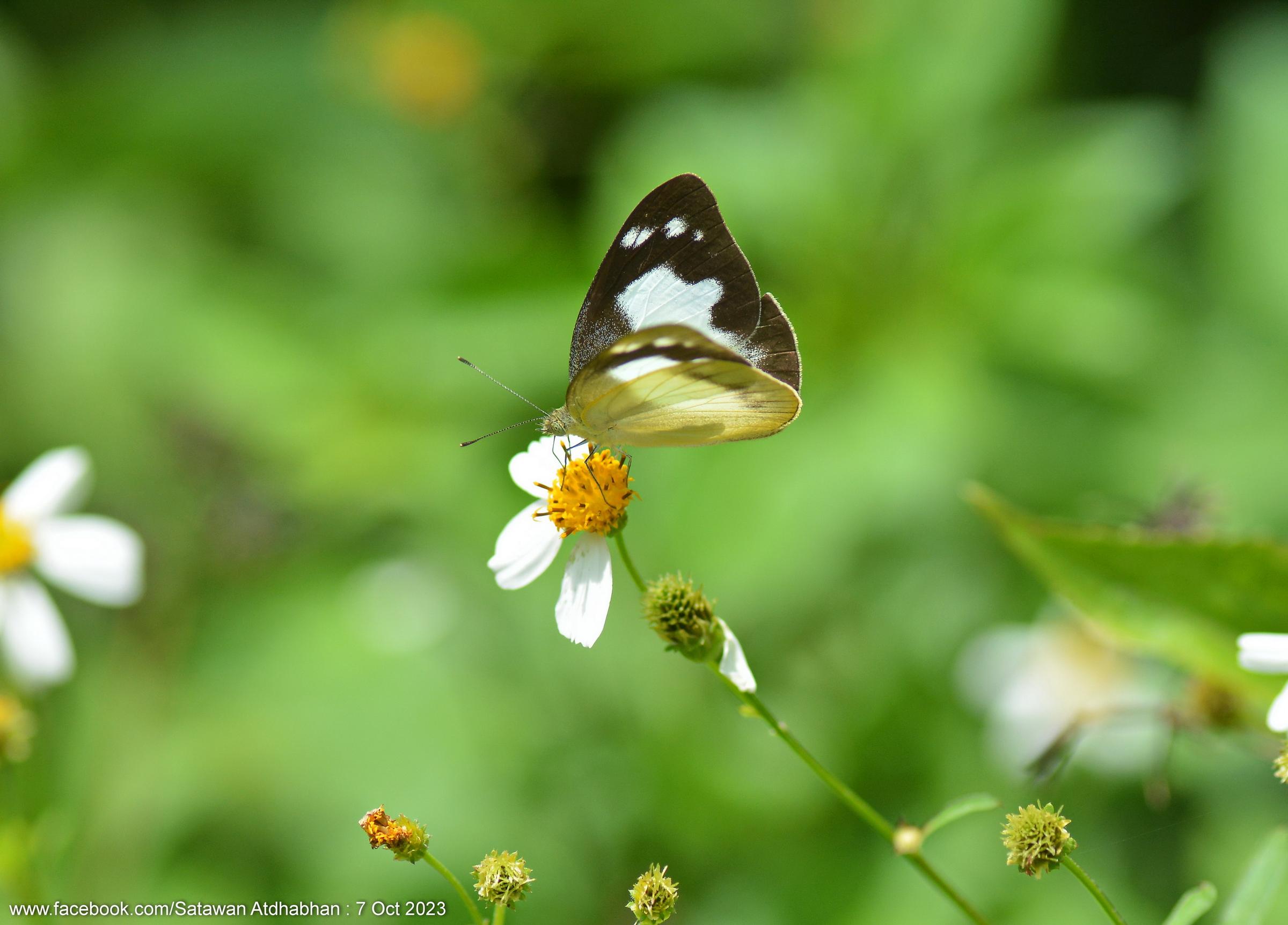 Appias paulina distanti : Lesser Albatross / ผีเสื้อหนอนใบกุ่มเล็ก