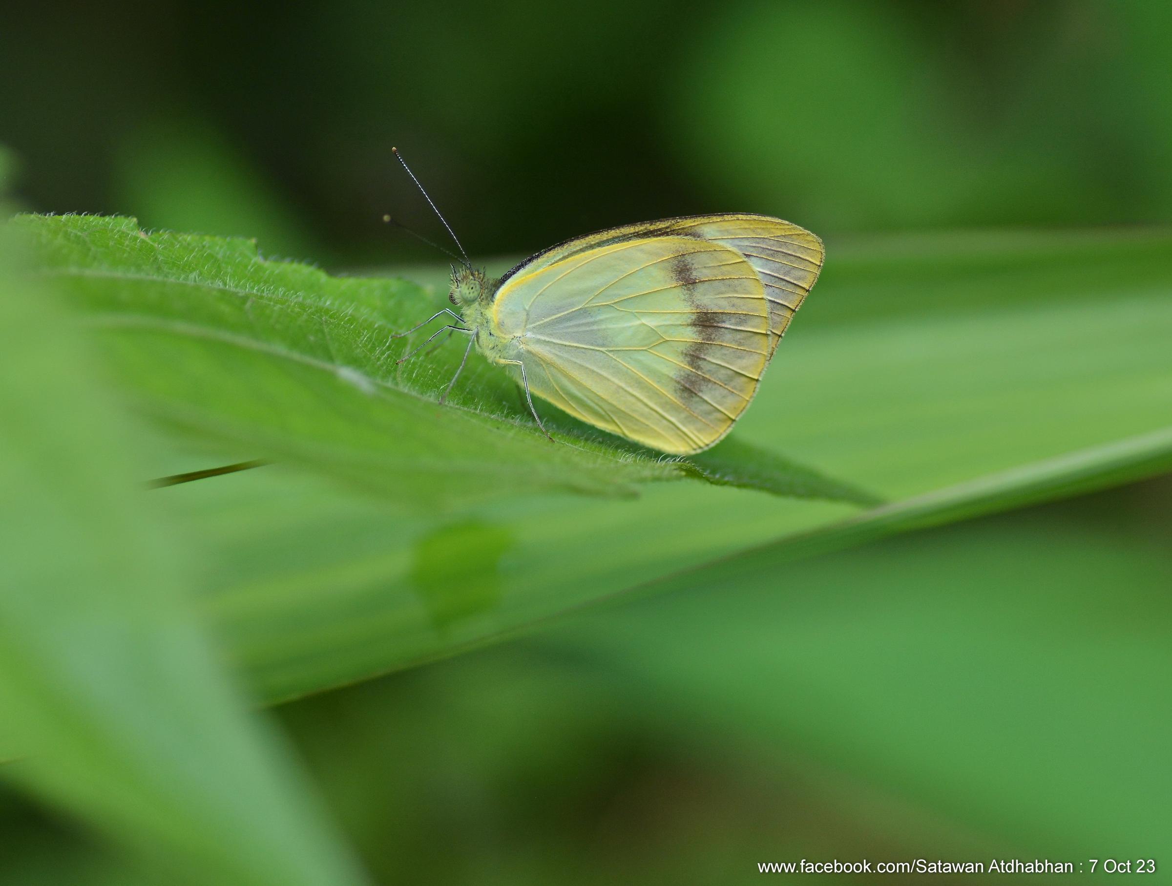 Appias paulina distanti : Lesser Albatross / ผีเสื้อหนอนใบกุ่มเล็ก