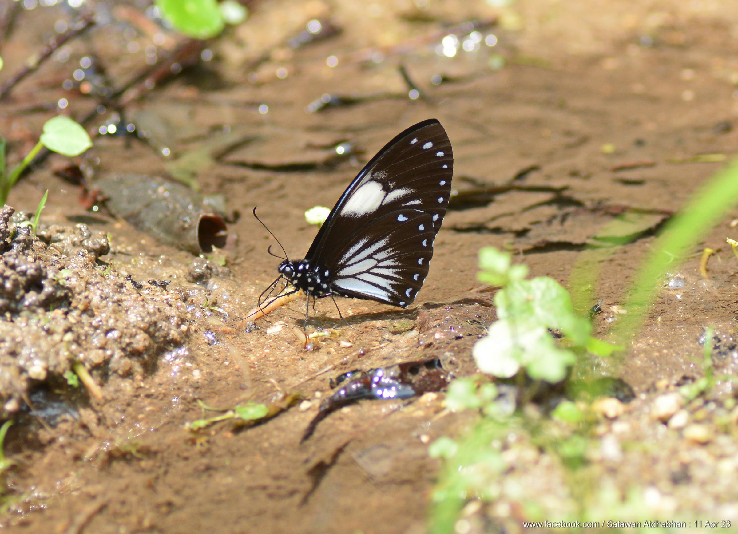 Papilio paradoxa aenigma : Great Blue Mime / ผีเสื้อเชิงลายใหญ่