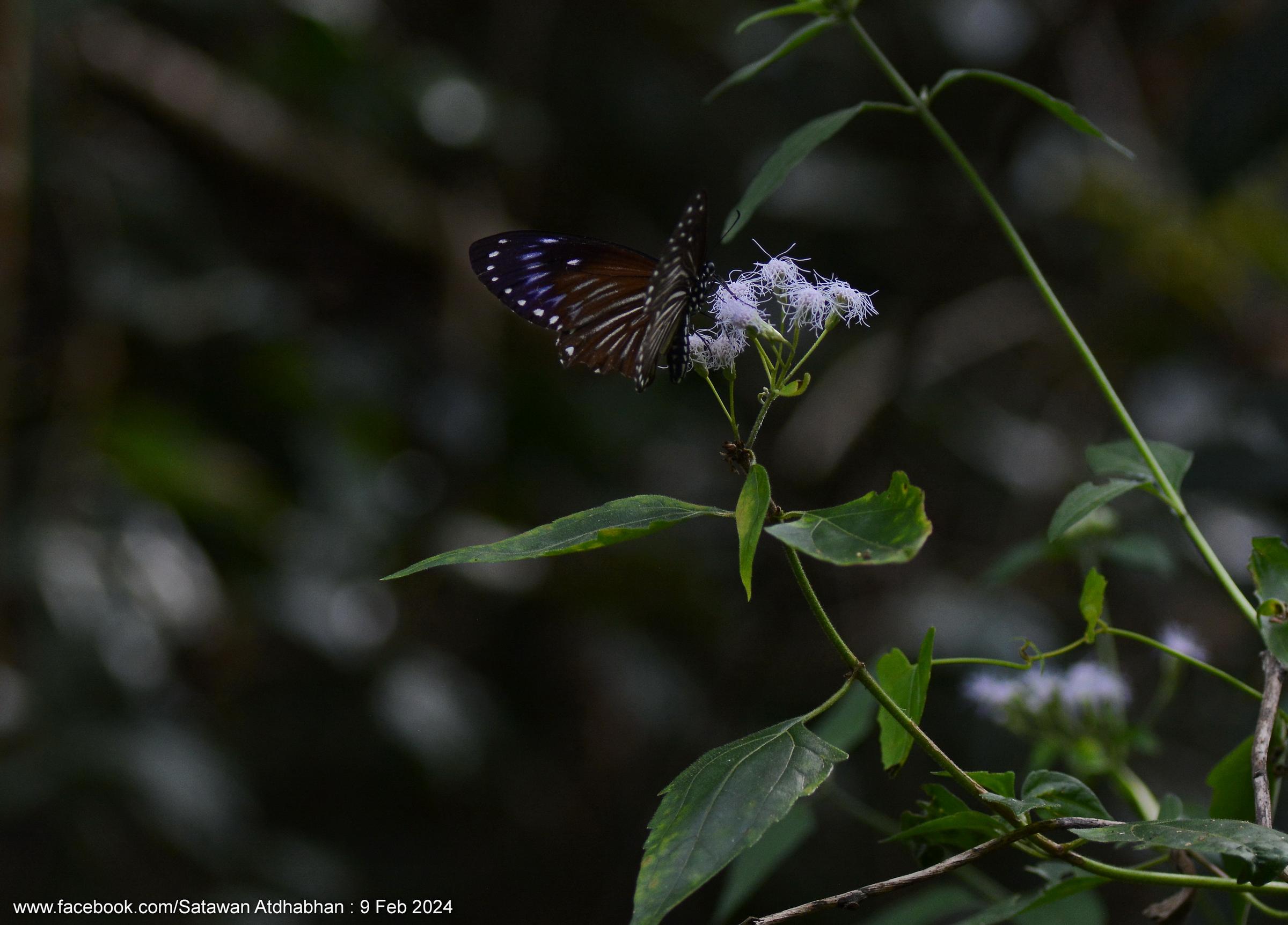 Papilio paradoxa aenigma : Great Blue Mime / ผีเสื้อเชิงลายใหญ่