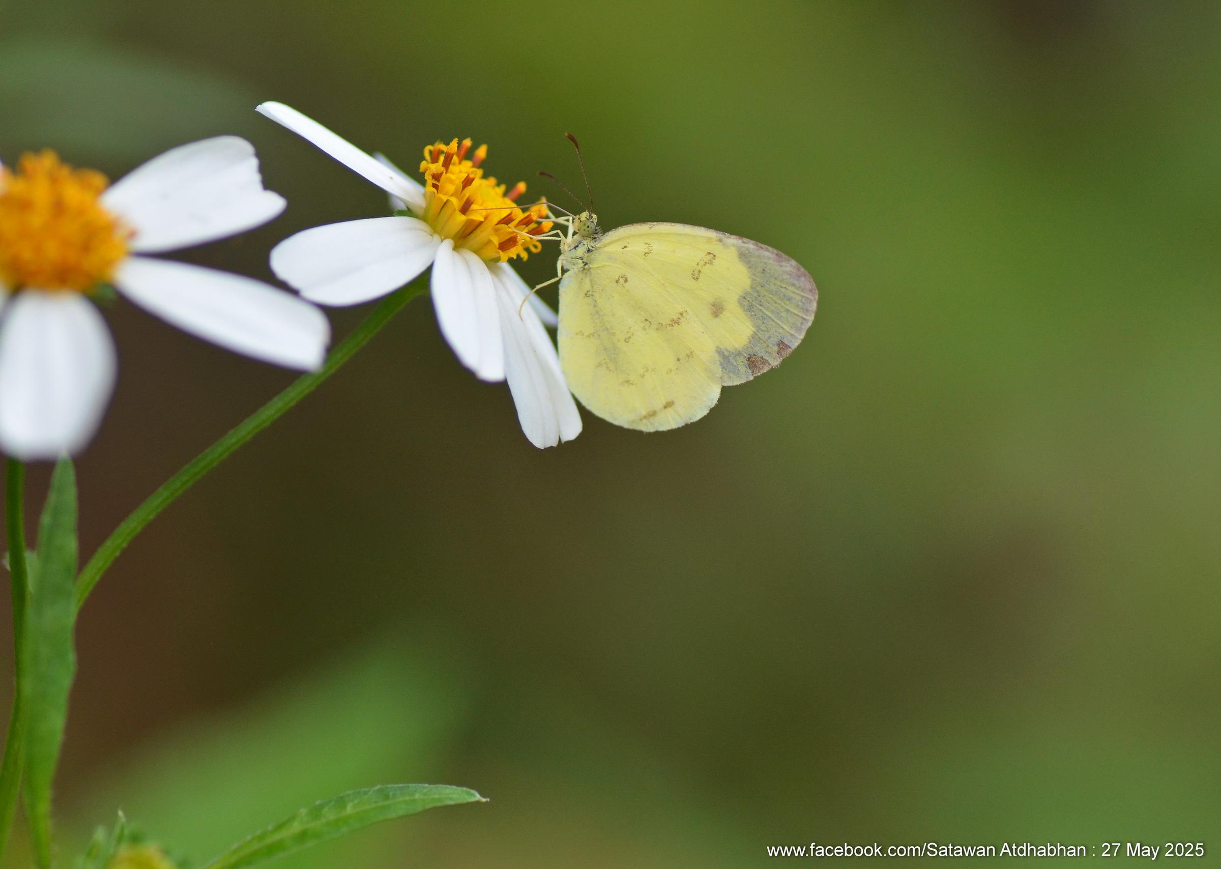 Eurema ada iona : Talbot’s Grass Yellow / ผีเสื้อเณรทัลบอต