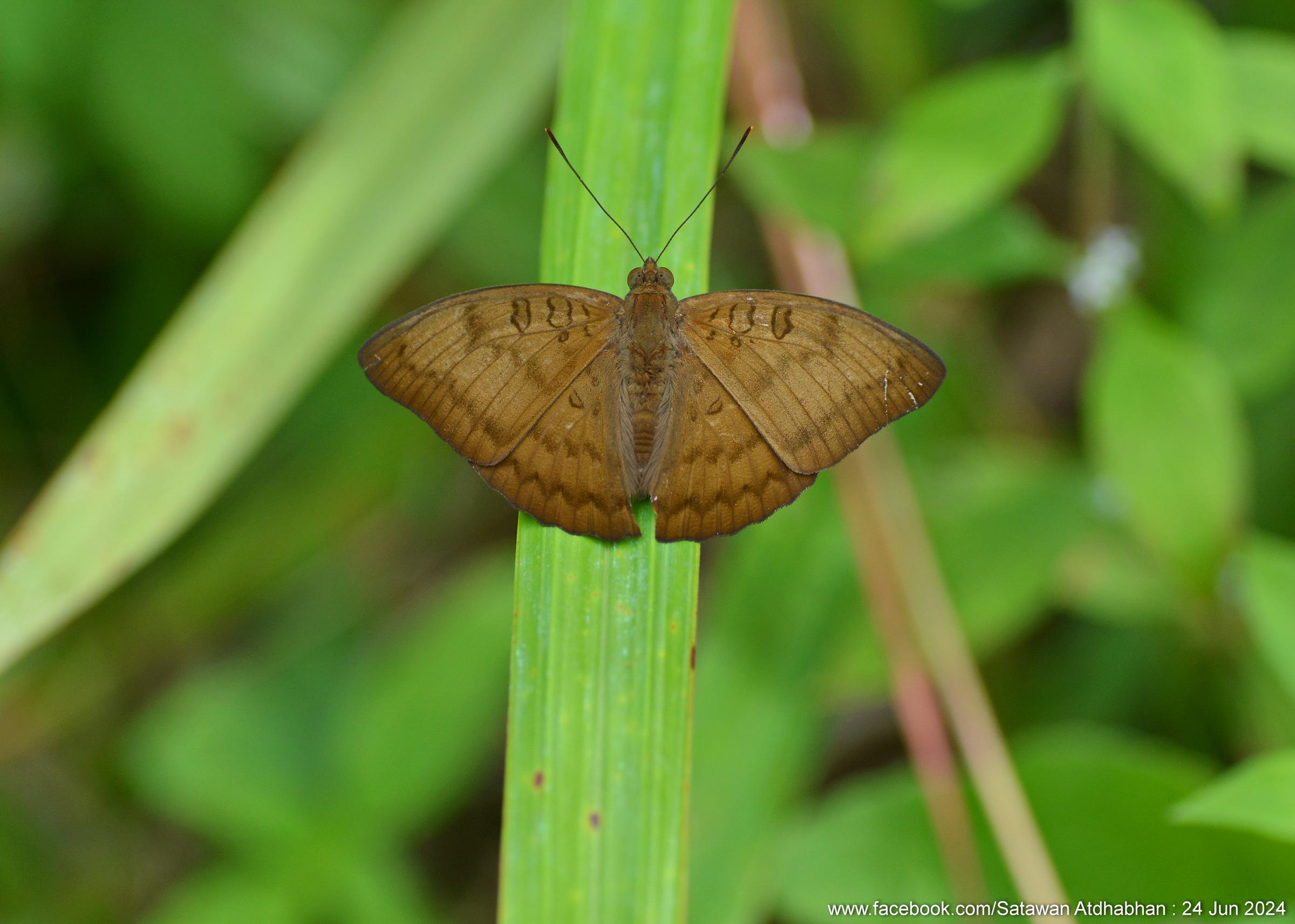 Euthalia kanda marana : Yellow Baron / ผีเสื้อบารอนเหลือง
