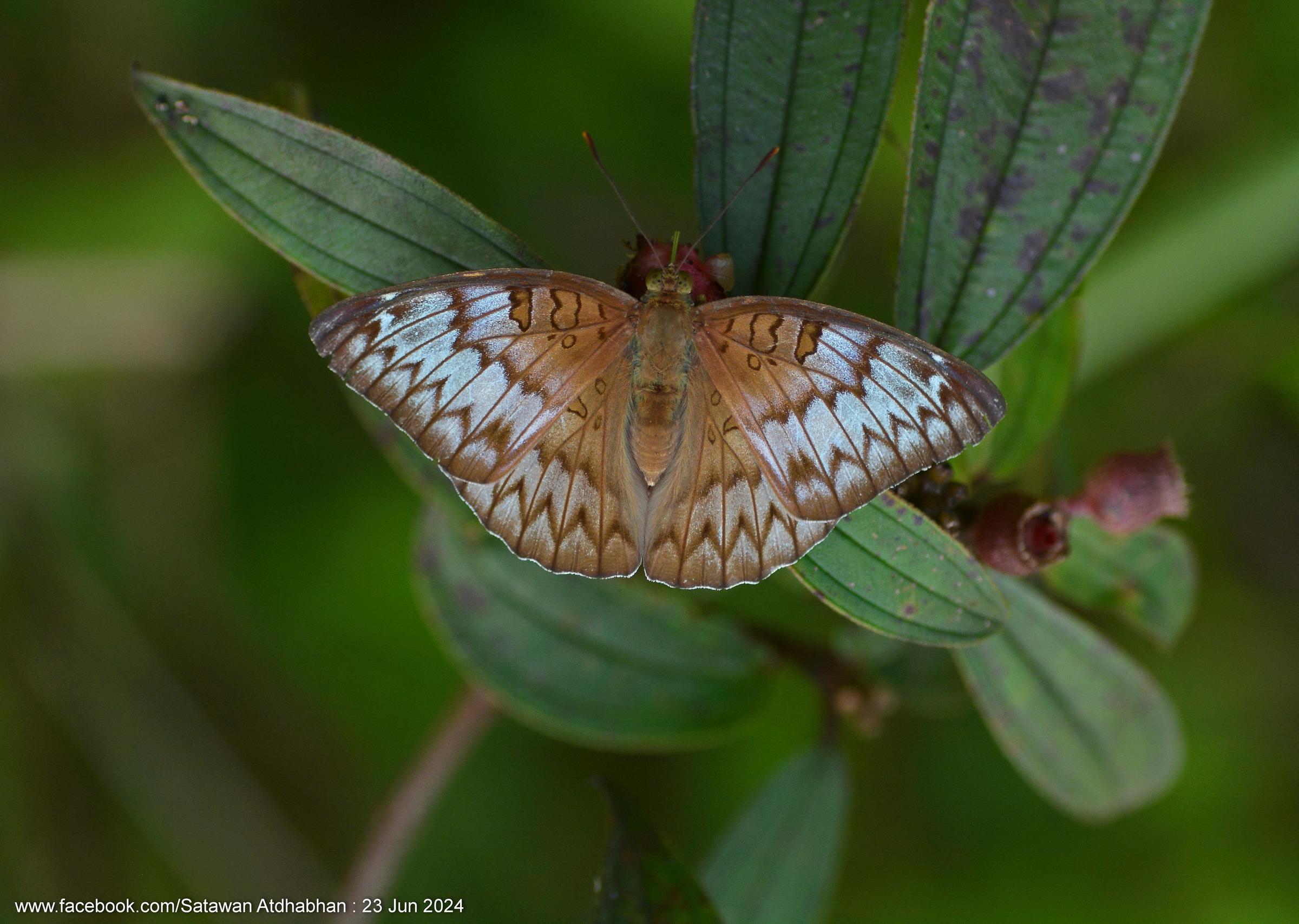 Euthalia kanda marana : Yellow Baron / ผีเสื้อบารอนเหลือง