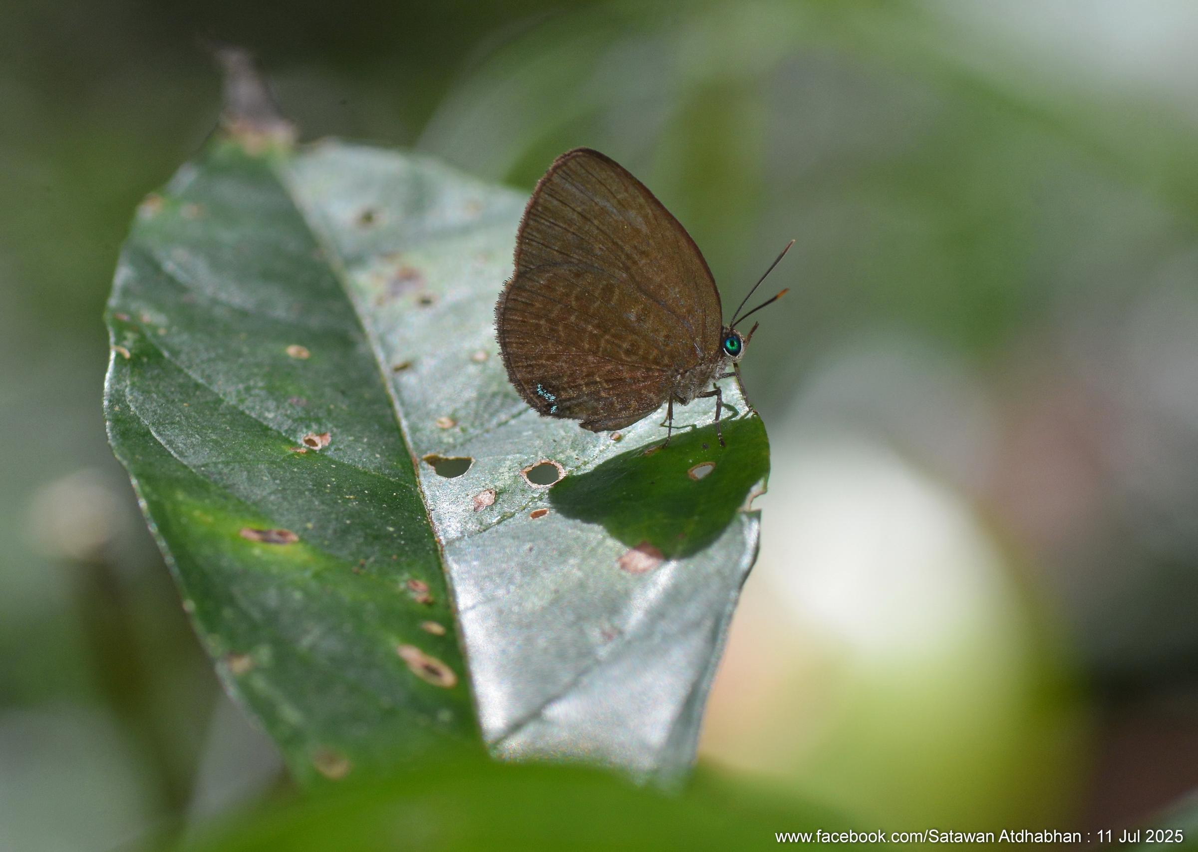 Arhopala moorei busa : Moore’s Oakblue / ผีเสื้อฟ้าไม้ก่อนายมัวร์