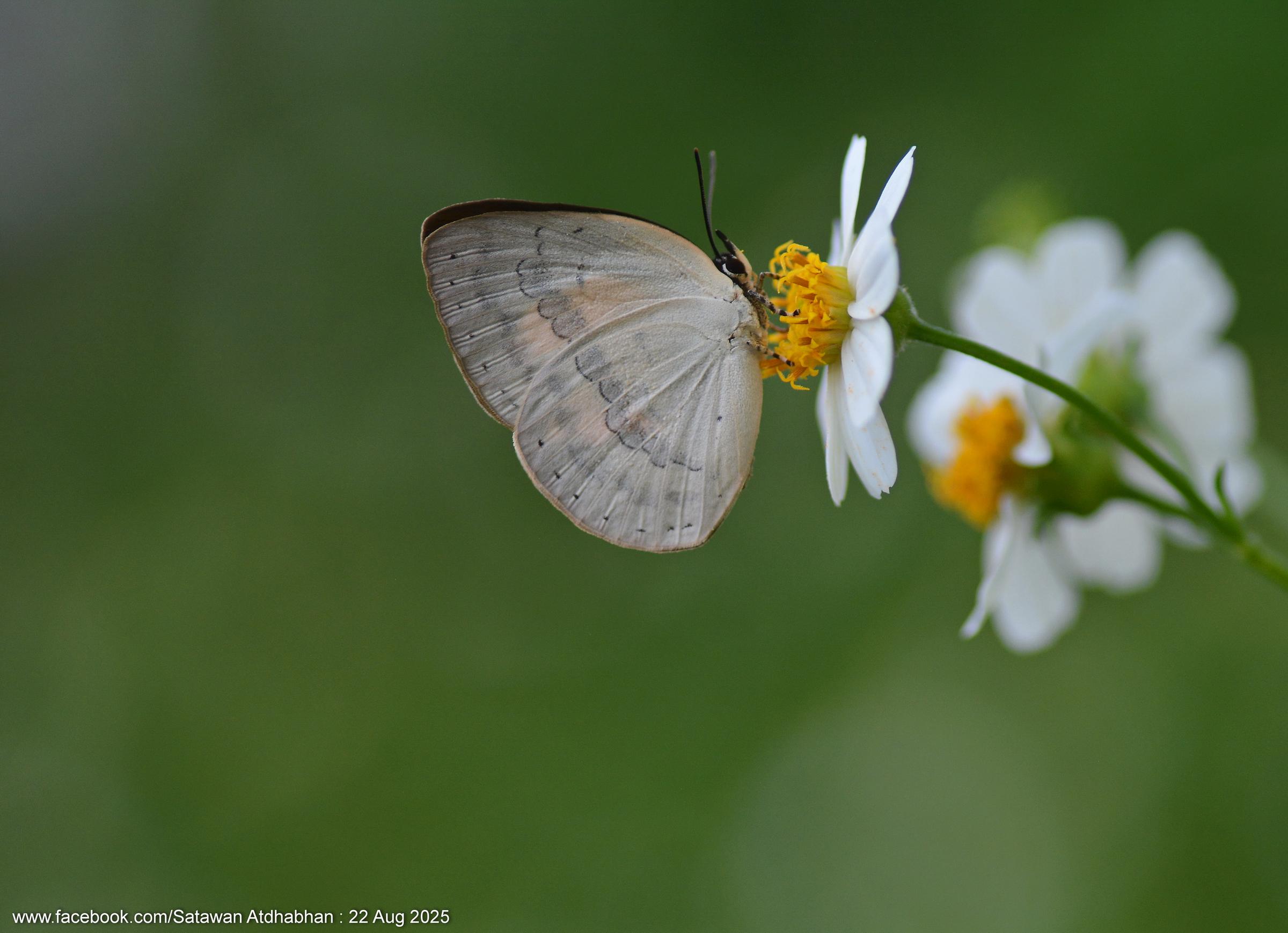 Curetis regula : Regular Sunbeam / ผีเสื้อสีหมากสุกลายโค้ง