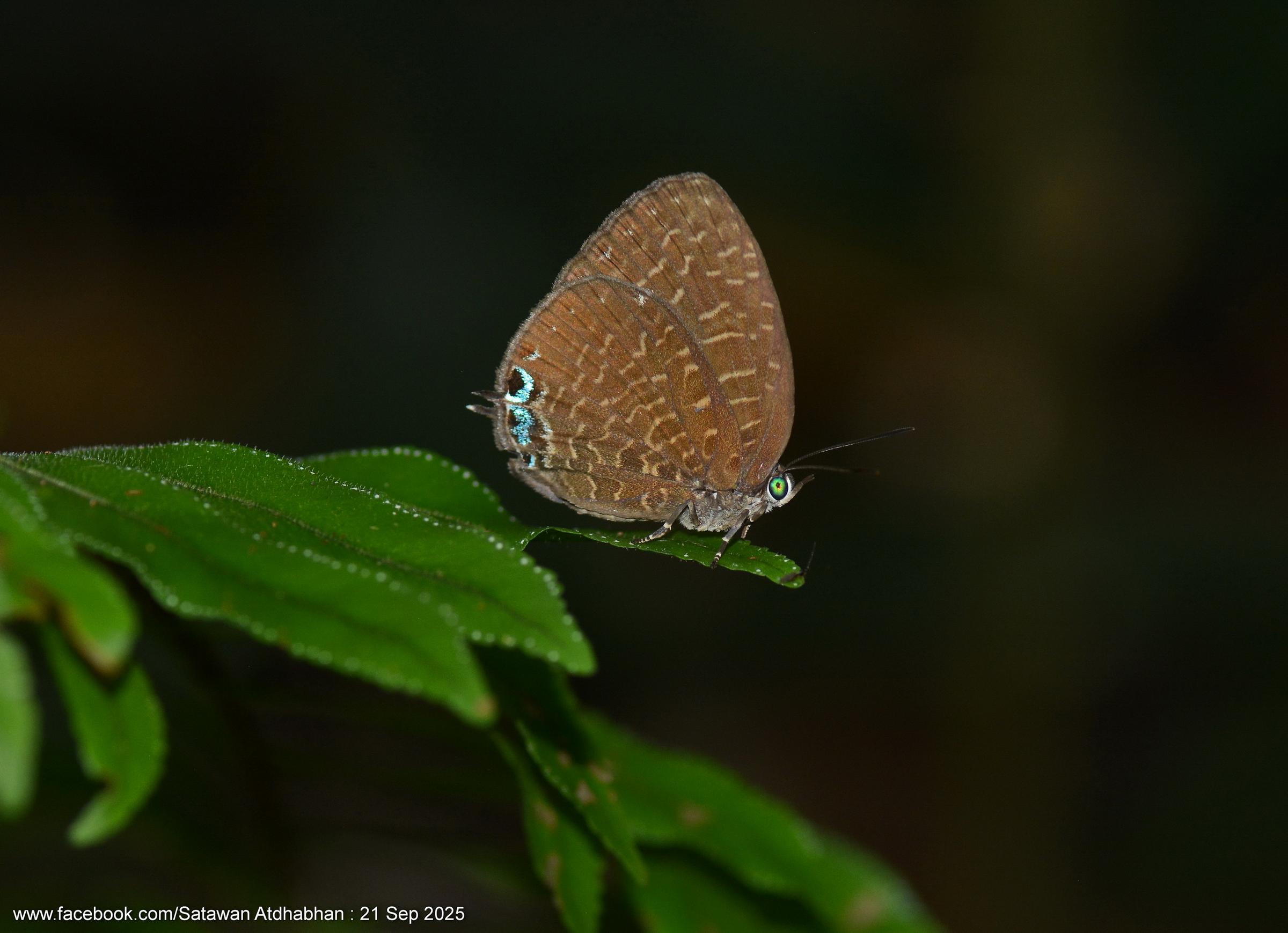 Arhopala democritus lycaenaria : White-dot Oakblue / ผีเสื้อฟ้าไม้ก่อกระขาว