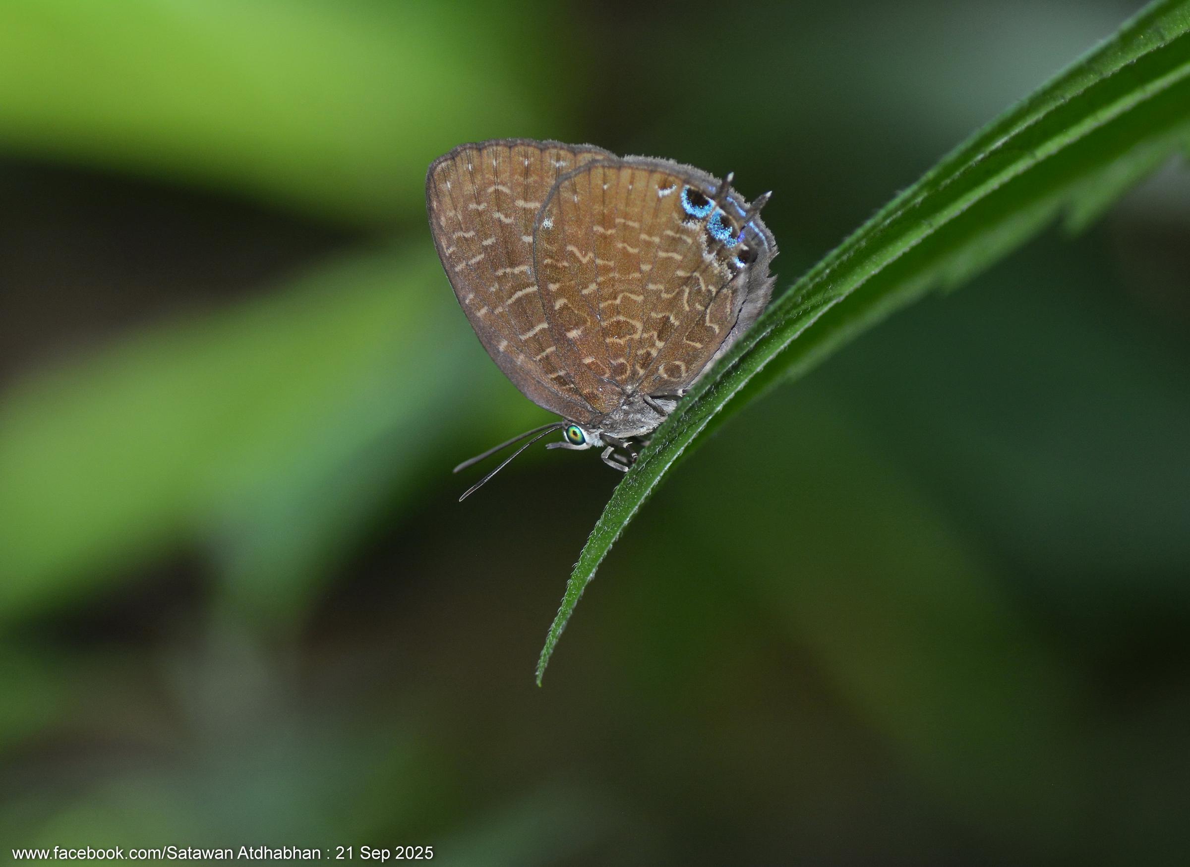 Arhopala democritus lycaenaria : White-dot Oakblue / ผีเสื้อฟ้าไม้ก่อกระขาว