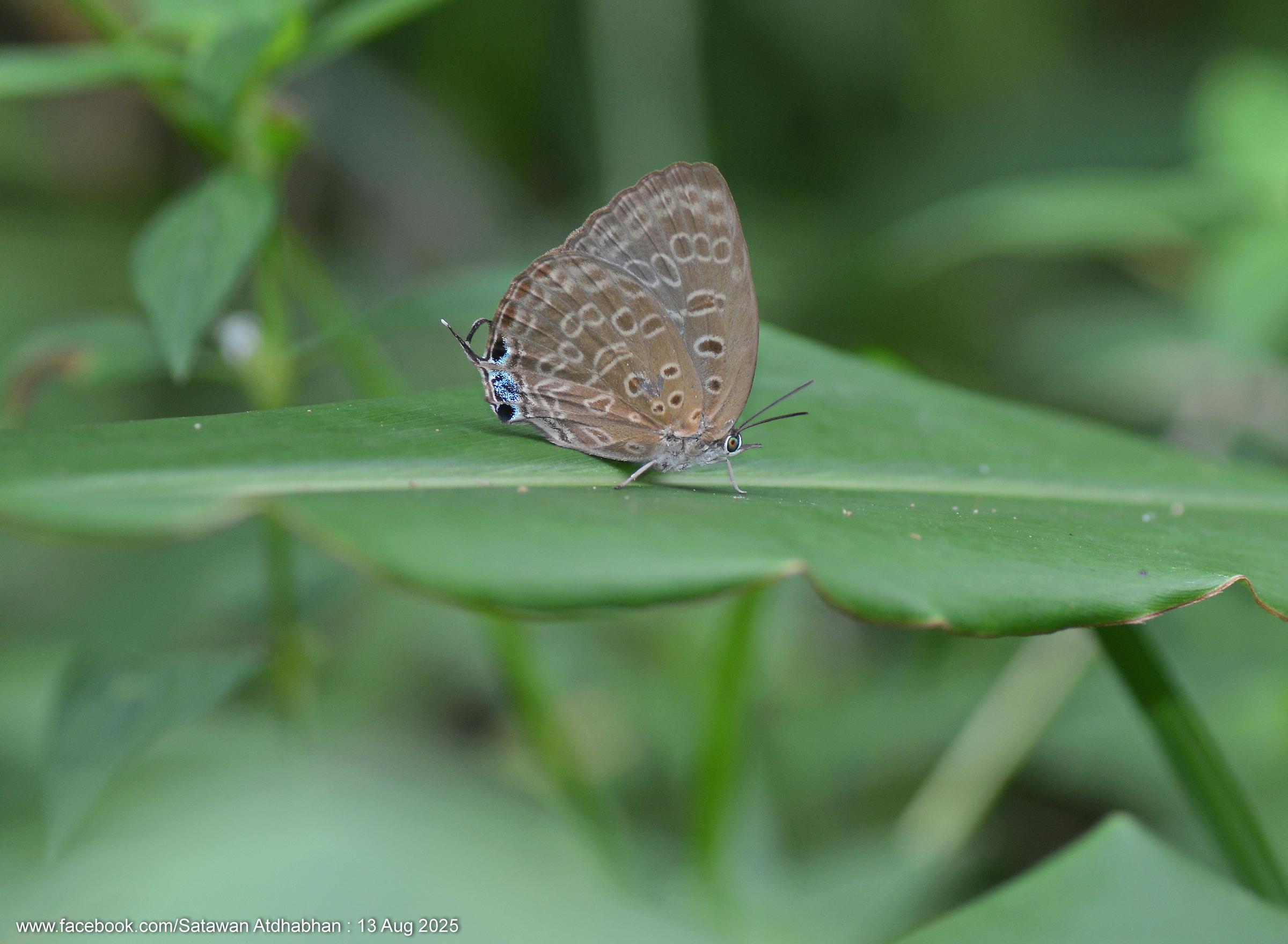 Arhopala opalina azata : Opal Oakblue / ผีเสื้อฟ้าไม้ก่อโอปอล