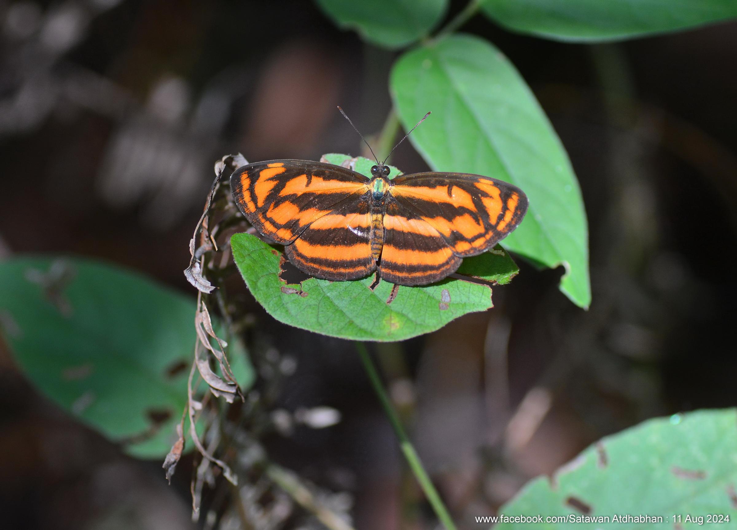 Pantoporia aurelia aurelia : Baby Lascar / ผีเสื้อกะลาสีแดงเล็ก