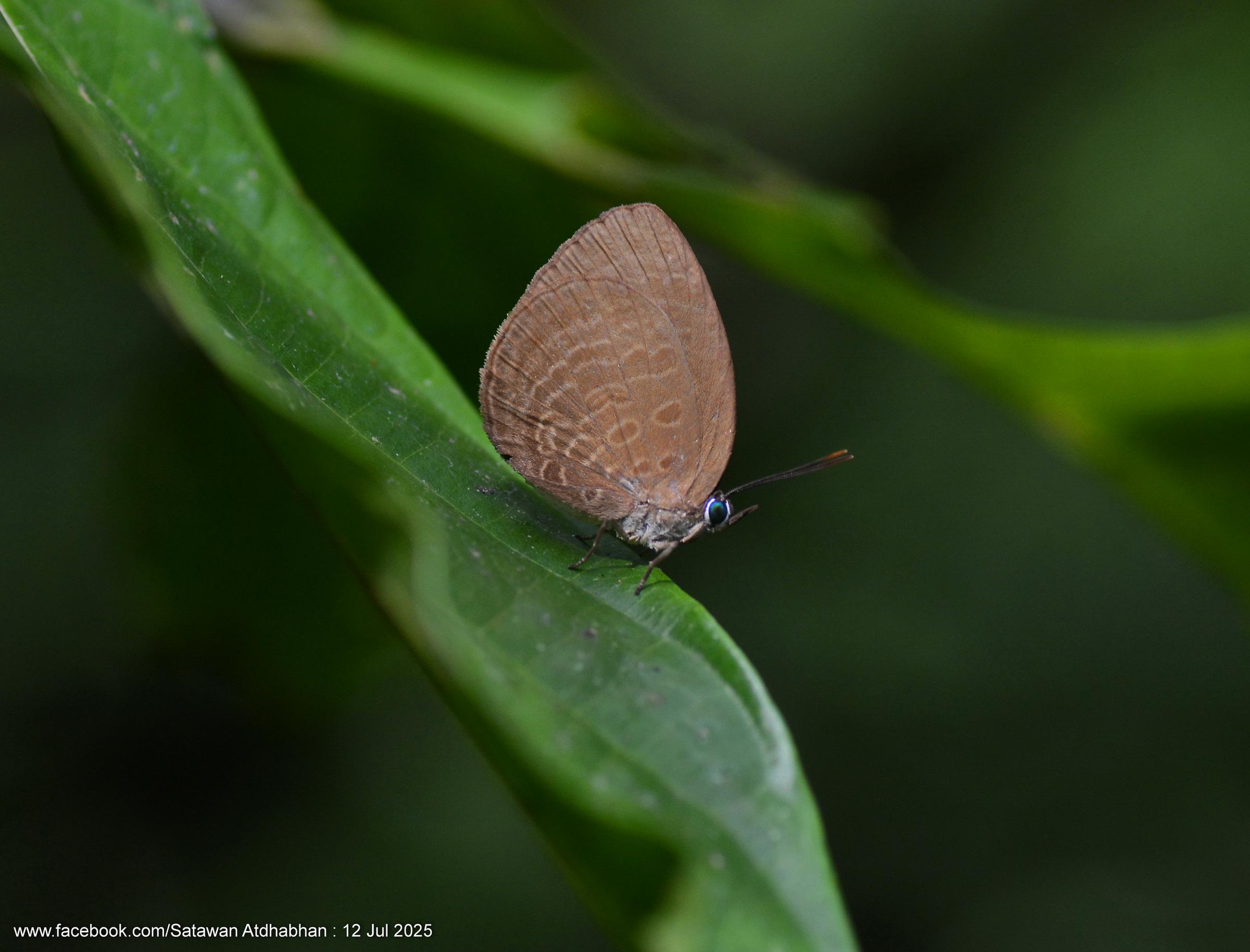Arhopala inornata inornata : Brown Tornal Oakblue / ผีเสื้อฟ้าไม้ก่อมุมสีตาล