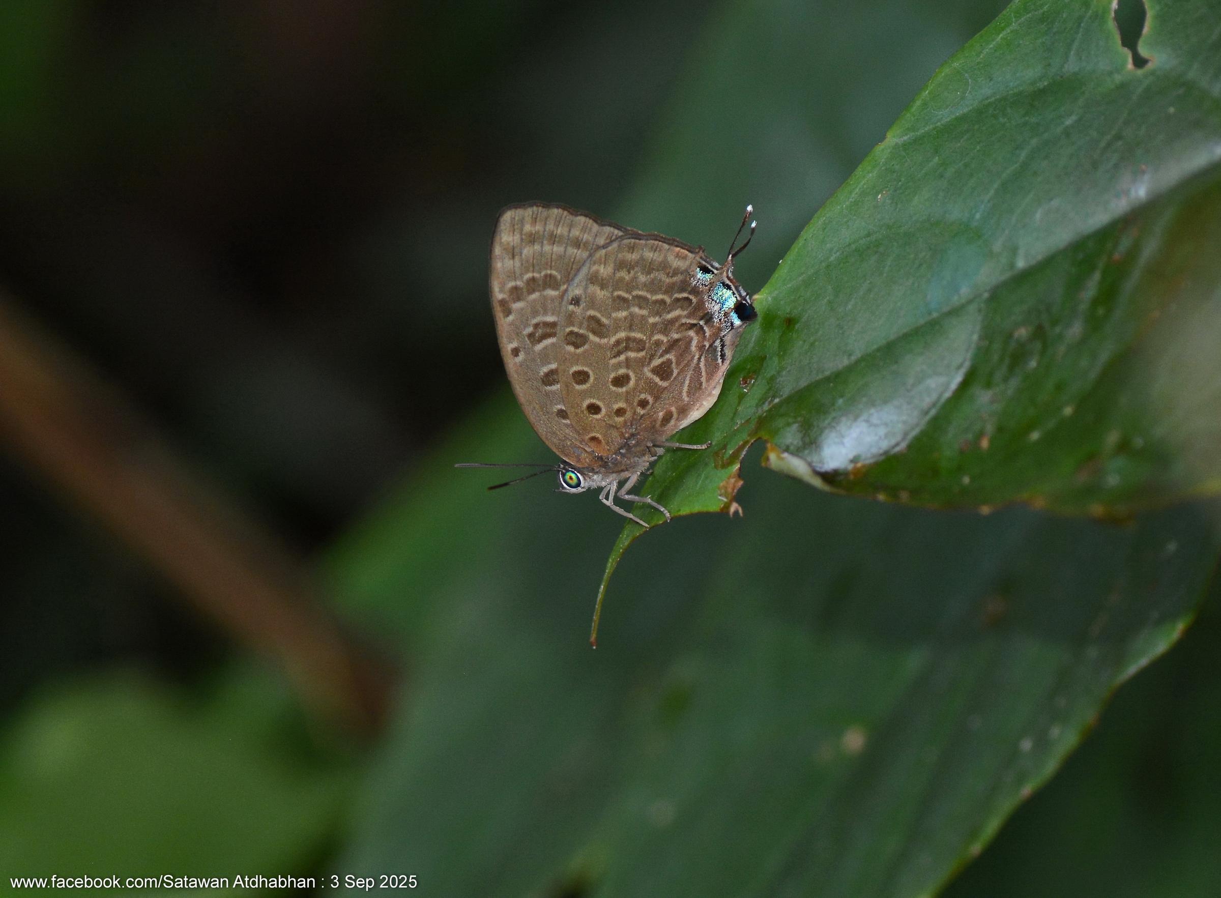 Arhopala silhetensis adorea : Sylhet Oakblue / ผีเสื้อฟ้าไม้ก่อเมืองซิลเฮด