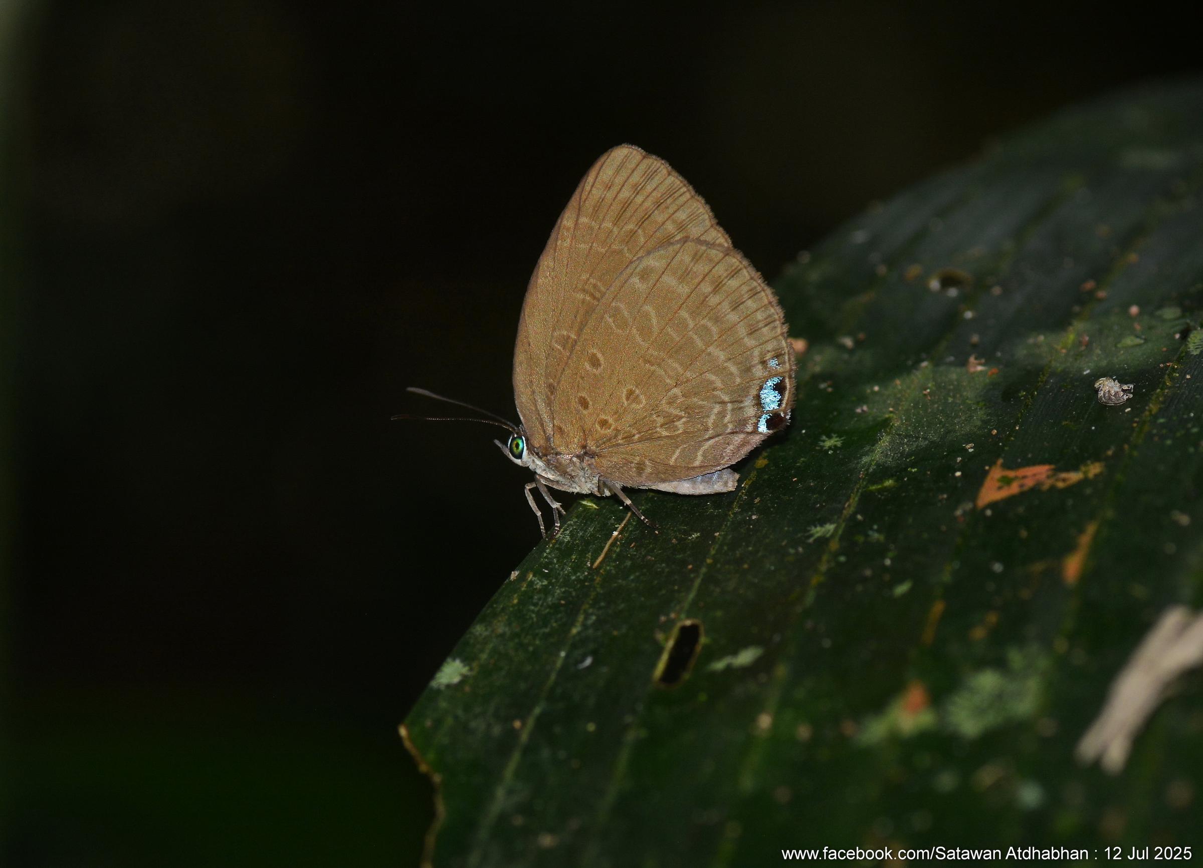 Arhopala epimuta epiala : Tailess Disc Oakblue / ผีเสื้อฟ้าไม้ก่อวาวกลางหางกุด