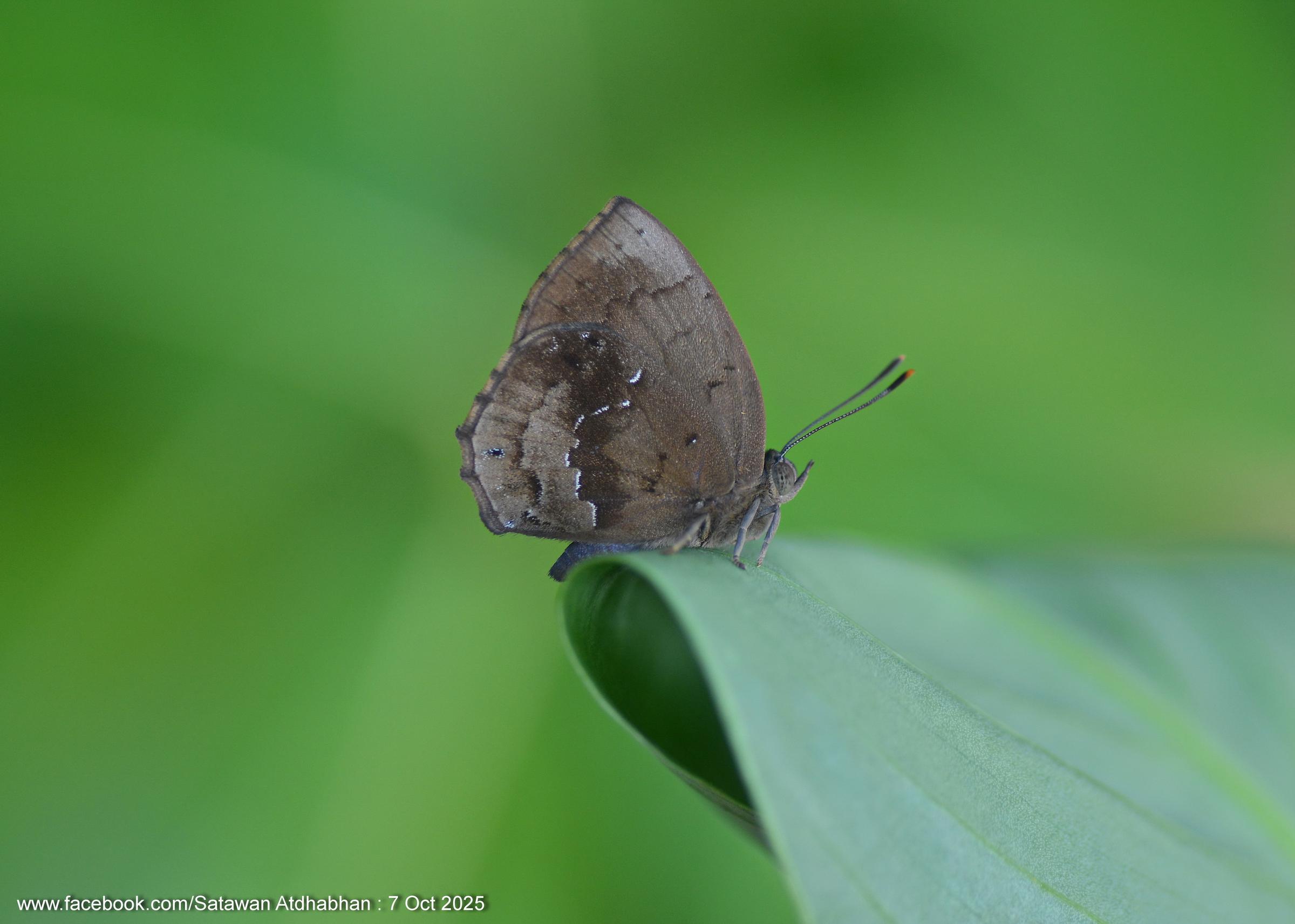 Surendra florimel : Steely Acacia Blue / ผีเสื้อฟ้าอะเคเซียสีเหล็ก