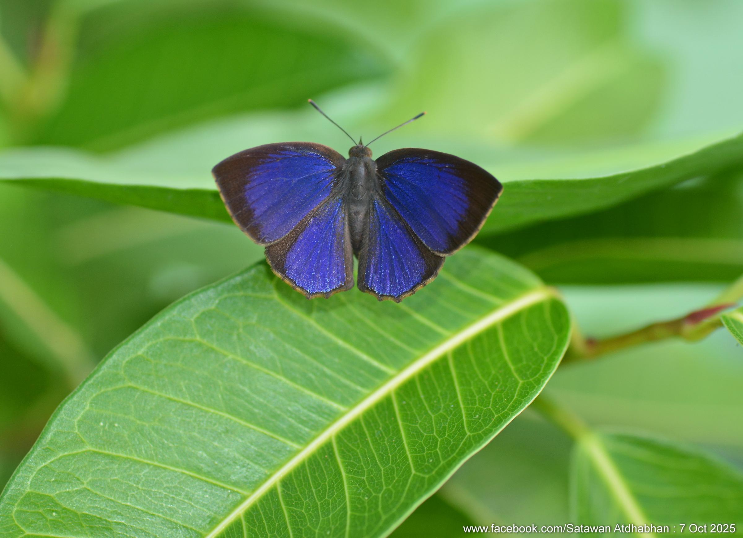 Surendra florimel : Steely Acacia Blue / ผีเสื้อฟ้าอะเคเซียสีเหล็ก