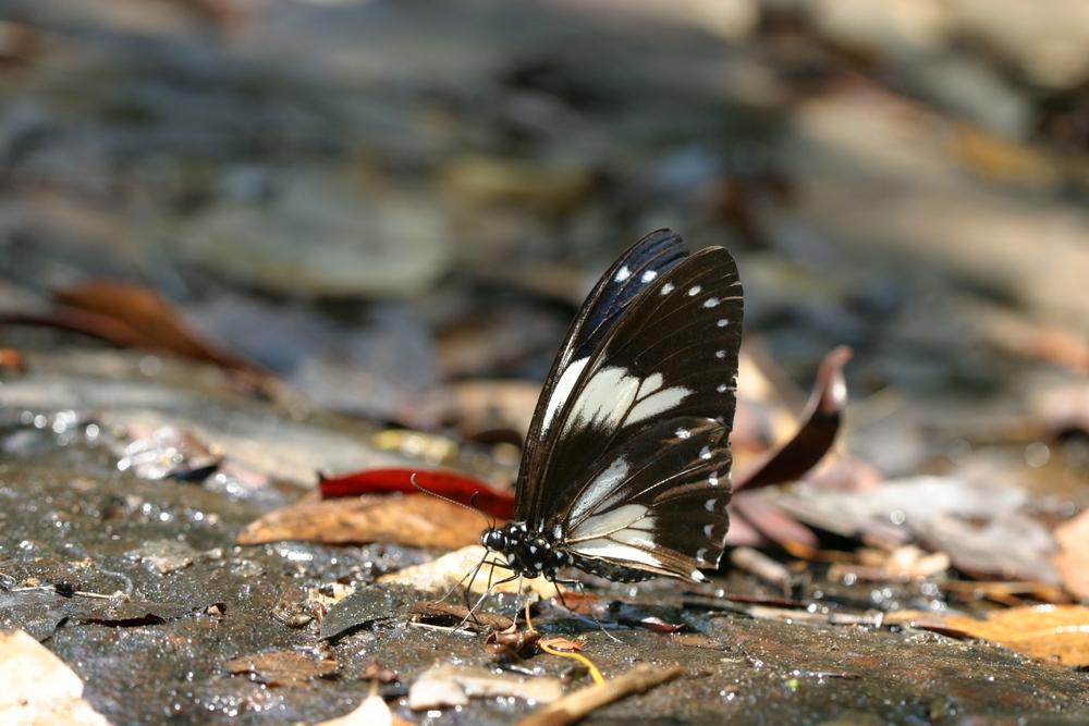 Papilio paradoxa telearchus : Great Blue Mime / ผีเสื้อเชิงลายใหญ่