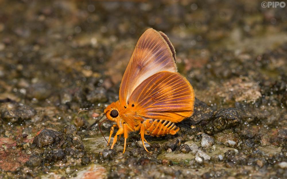 Burara harisa harisa : Common Orange Awlet / ผีเสื้อหน้าเข็มปีกมนส้มธรรมดา