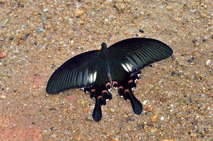 Papilio bianor stockleyi : Common Peacock / ผีเสื้อหางติ่งแววมยุรา