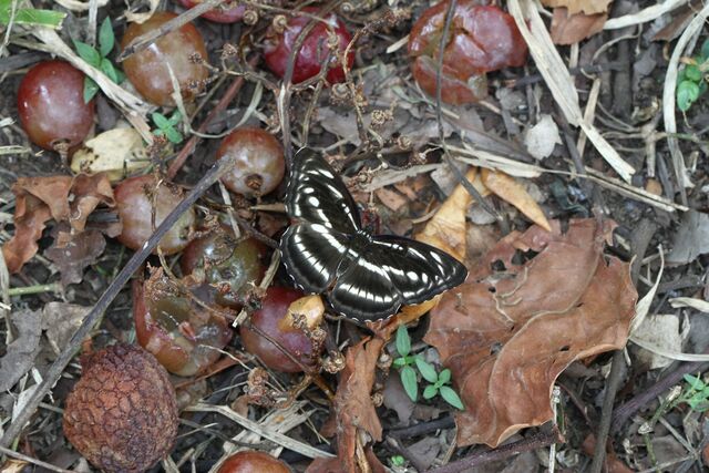 Athyma whitei whitei