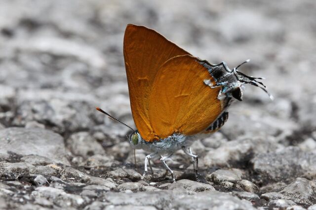 Pseudotajuria donatana ssp.