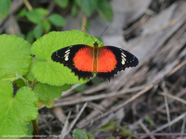 Cethosia methypsea methypsea