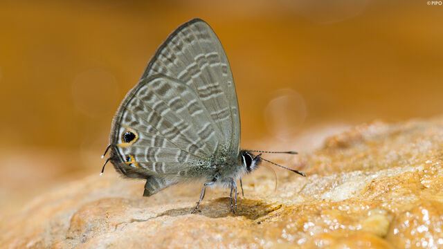 Nacaduba berenice aphya