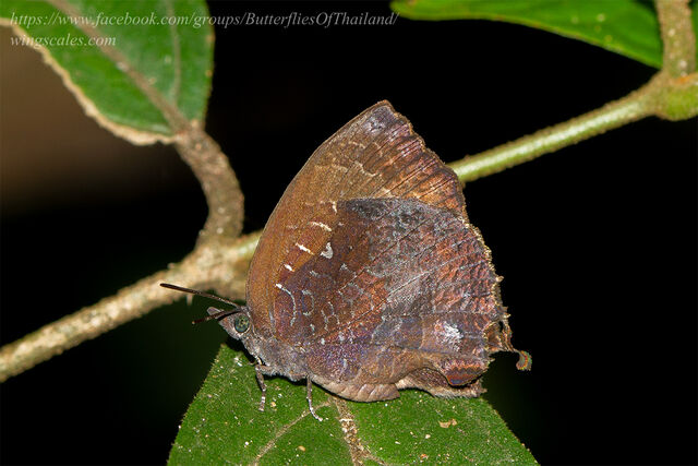 Mahathala ameria ameria