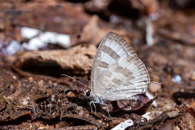 Jamides celeno aelianus
