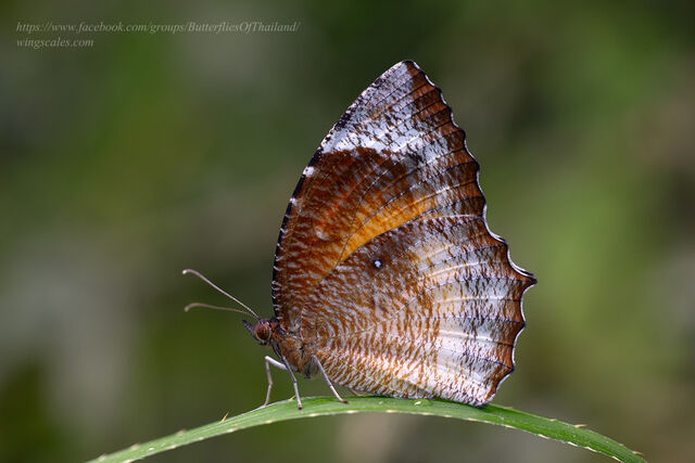 Elymnias hypermnestra tinctoria