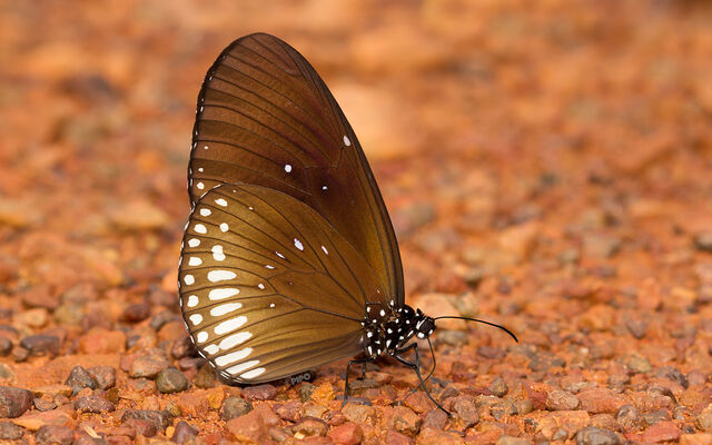 Euploea algea limborgii