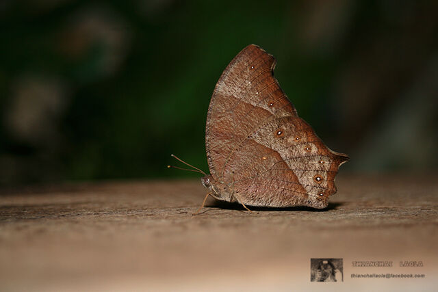 Melanitis zitenius auletes