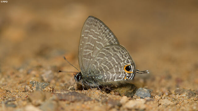 Ionolyce helicon merguiana