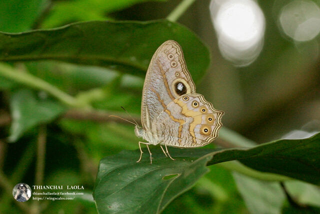 Erites angularis angularis
