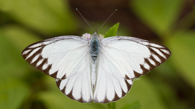 Appias olferna olferna