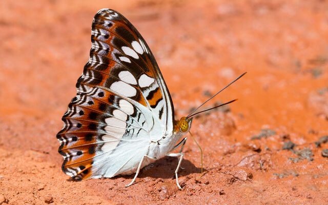 Moduza procris procris