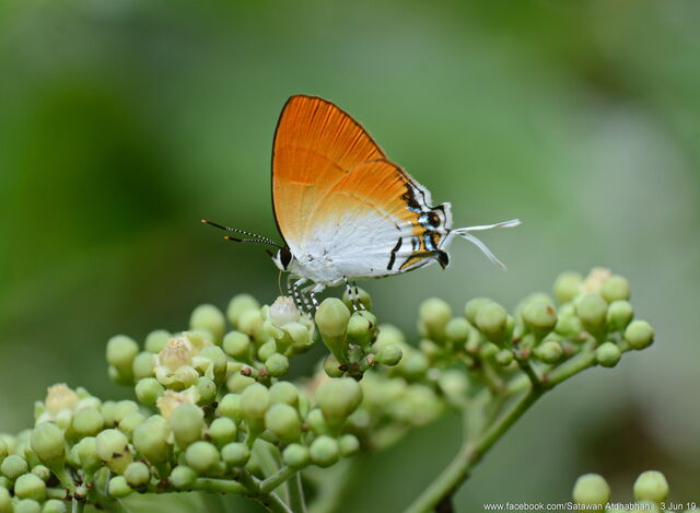 Sithon nedymond nedymond