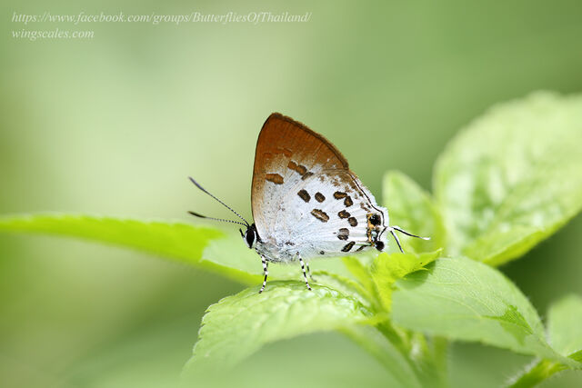 Sinthusa malika amata