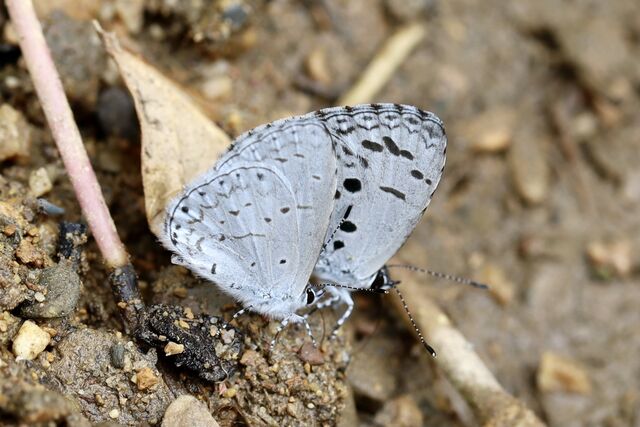 Udara dilecta dilecta