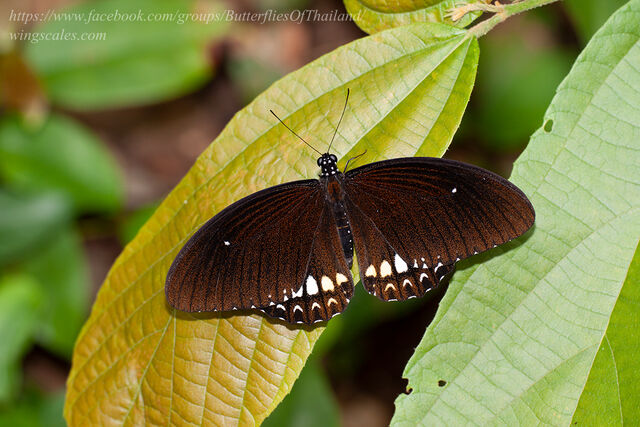 Papilio castor mahadeva